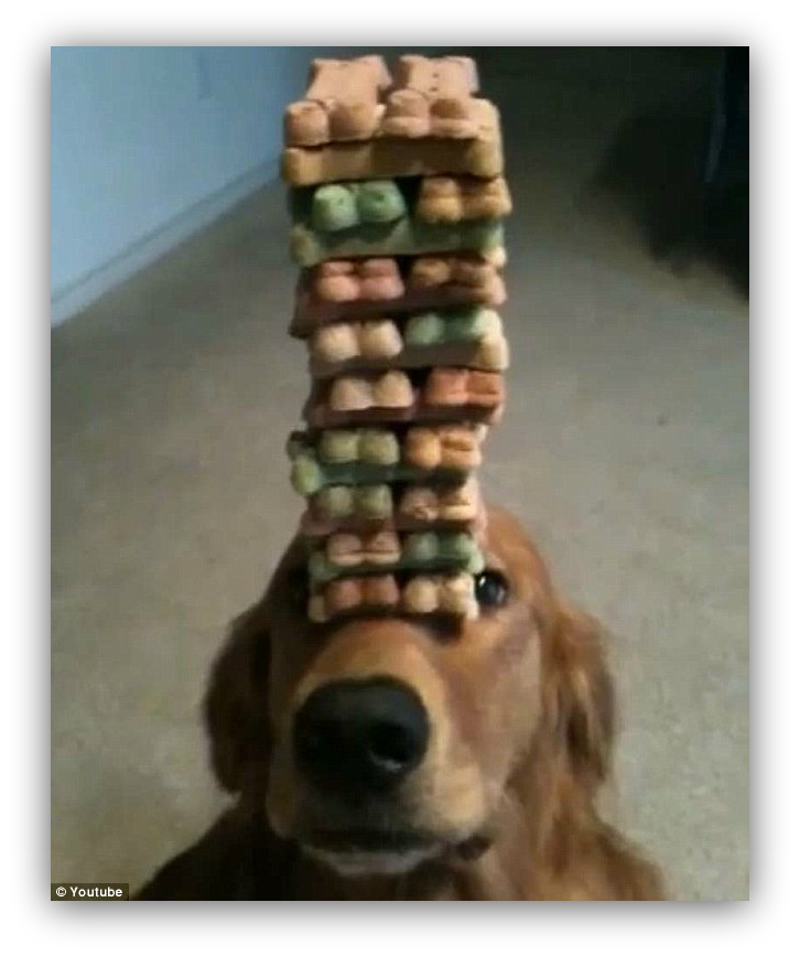 Photo of a doggo holding a whole bunch of treats on his snoot