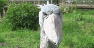 GIF showing a pelican who can