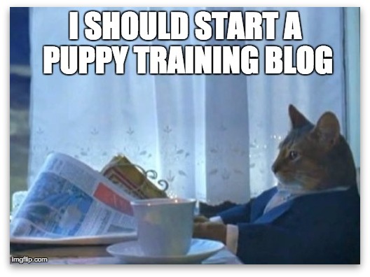 Meme of a cat planning to start a puppy training blog
